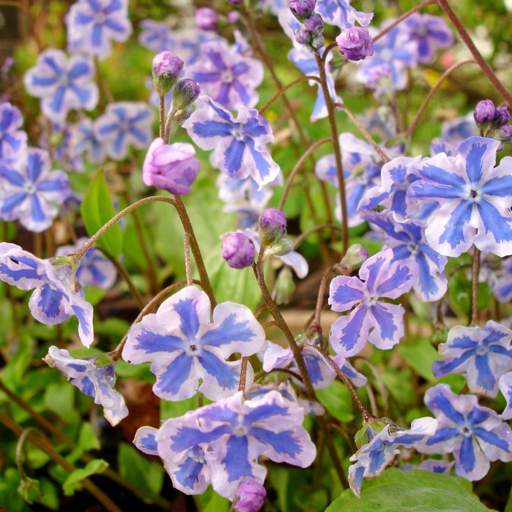 Brunnera macrophylla Starry Eyes