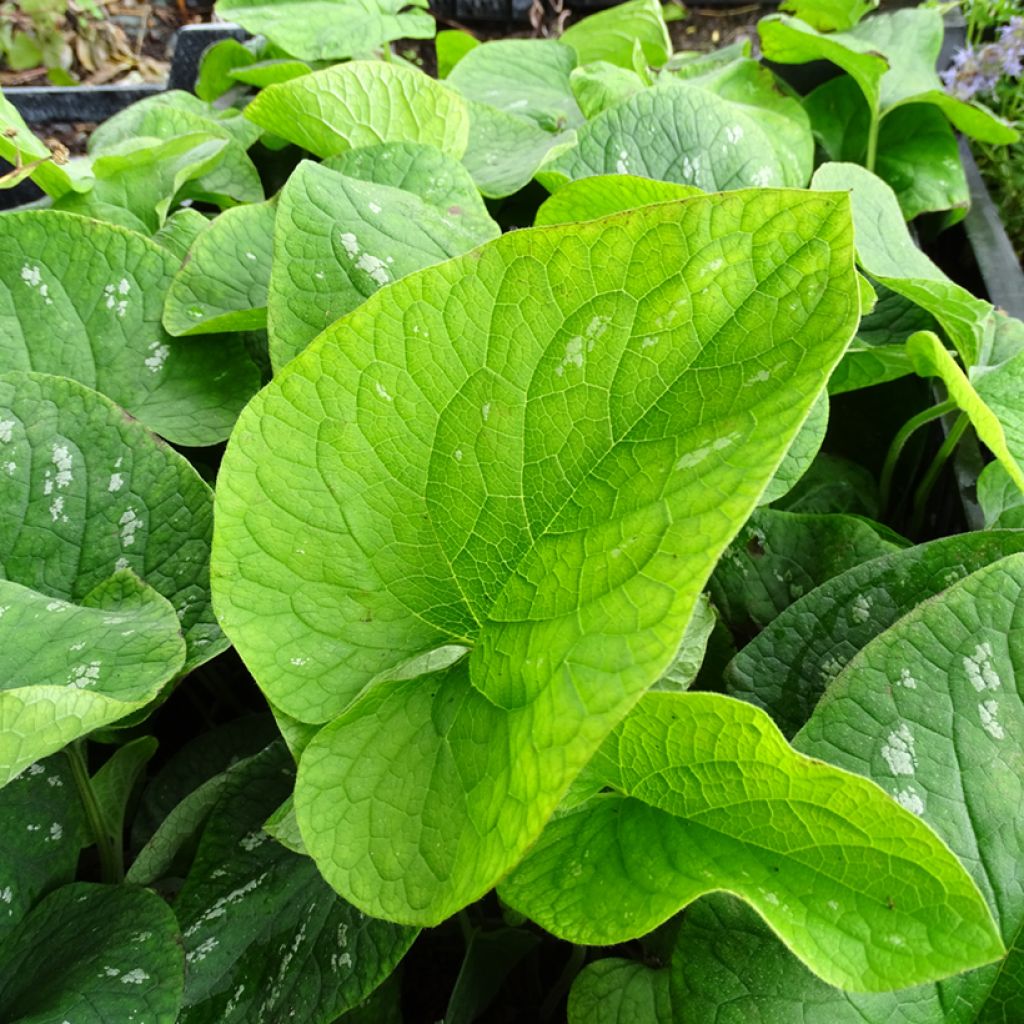 Brunnera macrophylla White Zebra - Myosotis du Caucase