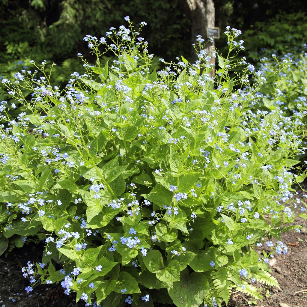 Brunnera macrophylla Yellow spring, Myosotis du Caucase