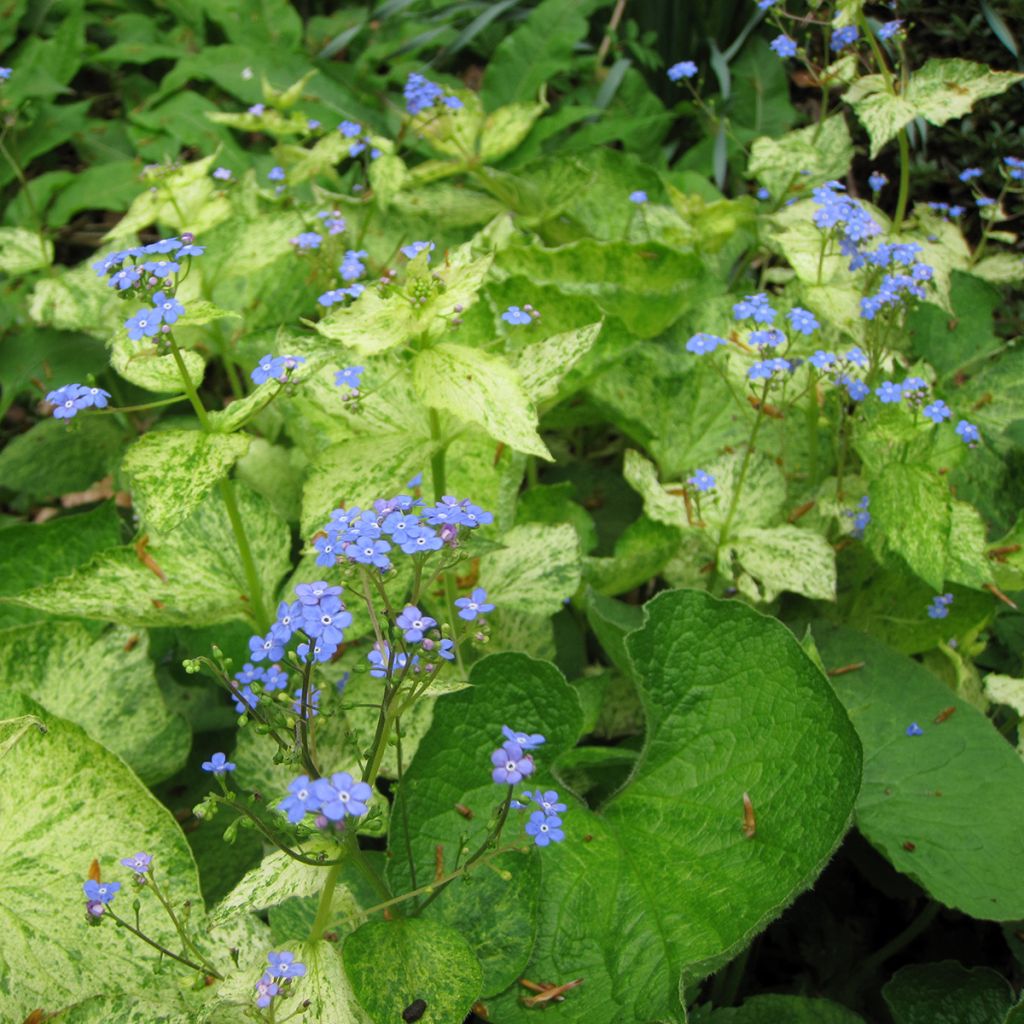 Brunnera macrophylla Yellow spring