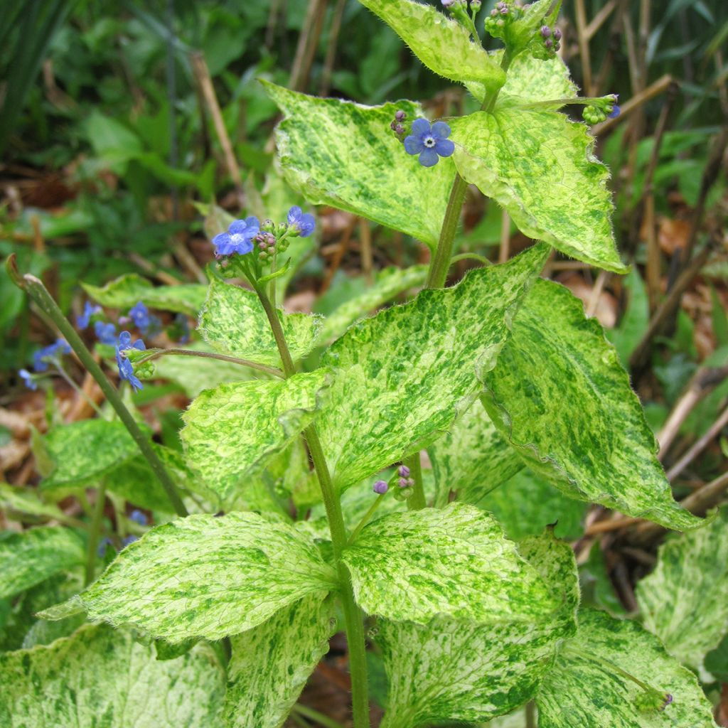 Brunnera macrophylla Yellow spring