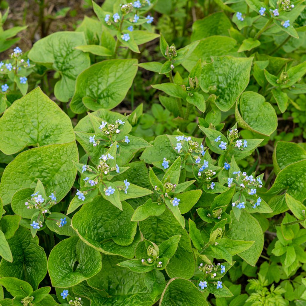 Brunnera sibirica