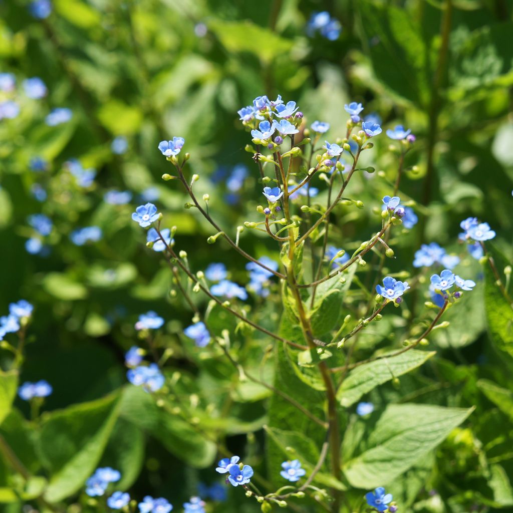 Brunnera sibirica