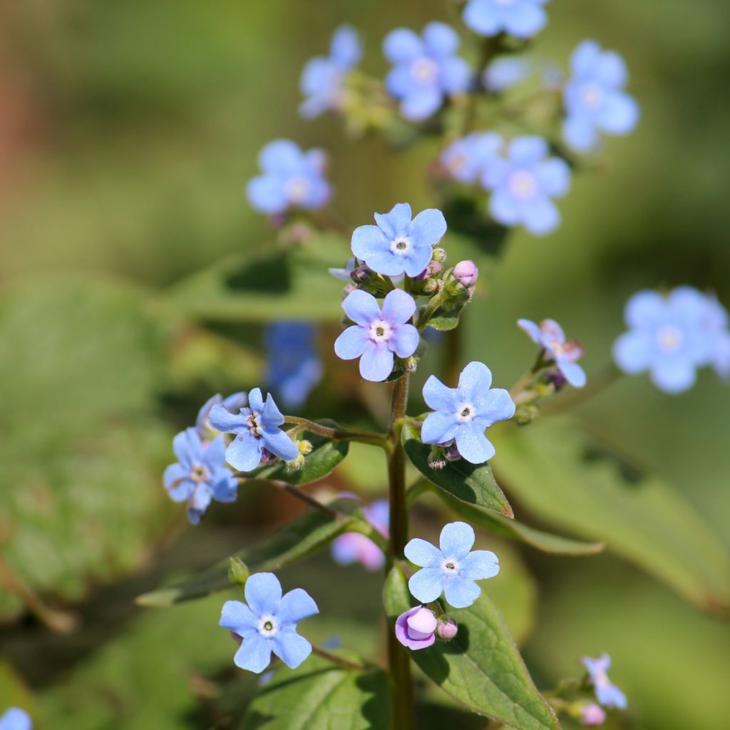 Brunnera sibirica