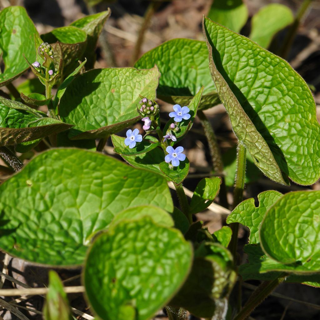 Brunnera sibirica