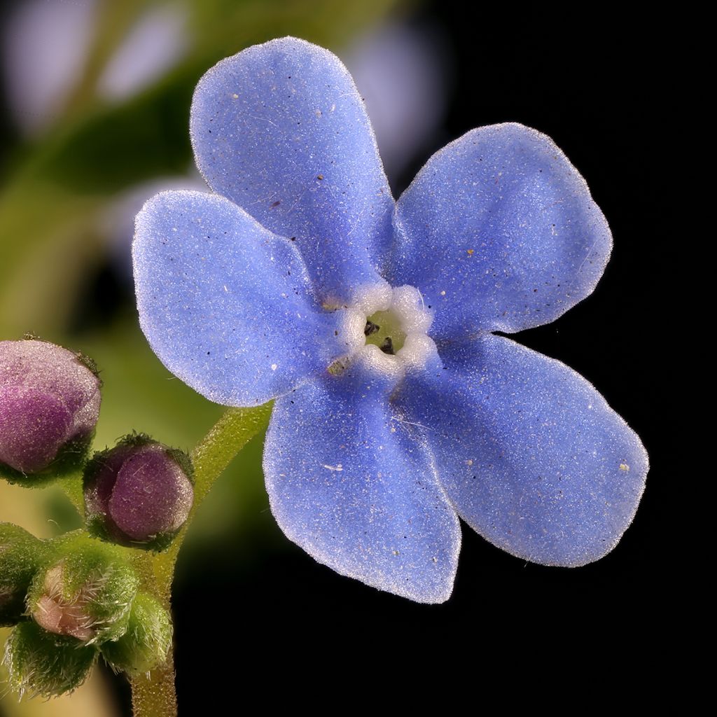 Brunnera sibirica