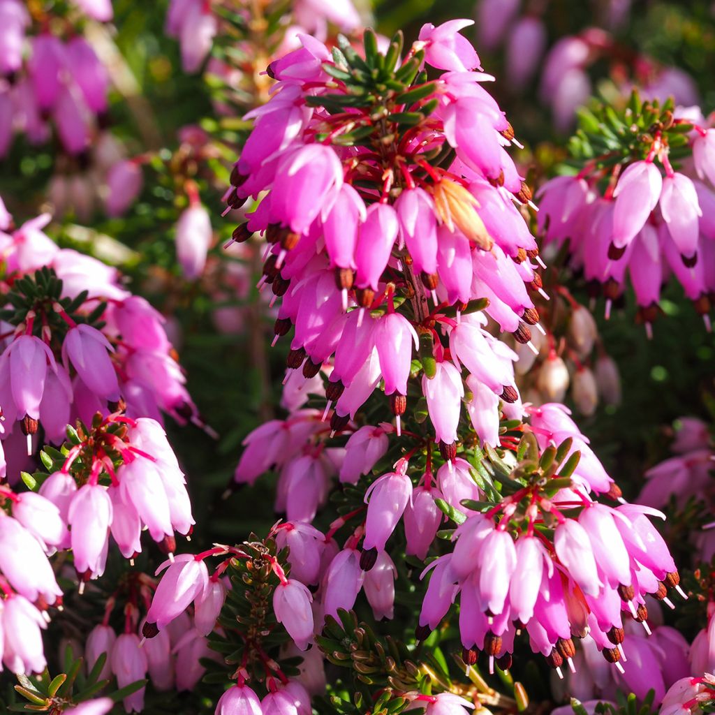 Erica carnea December Red