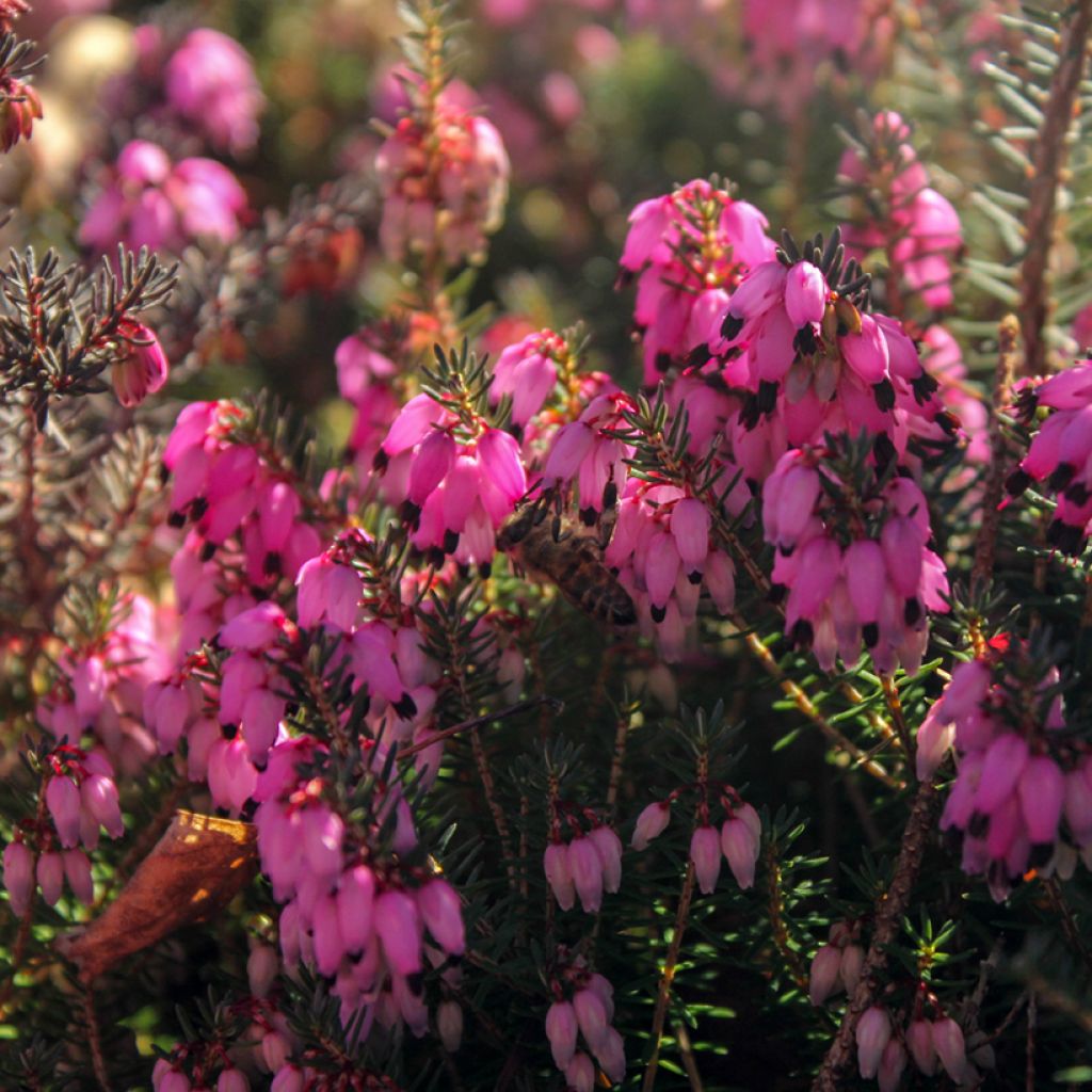 Erica carnea December Red