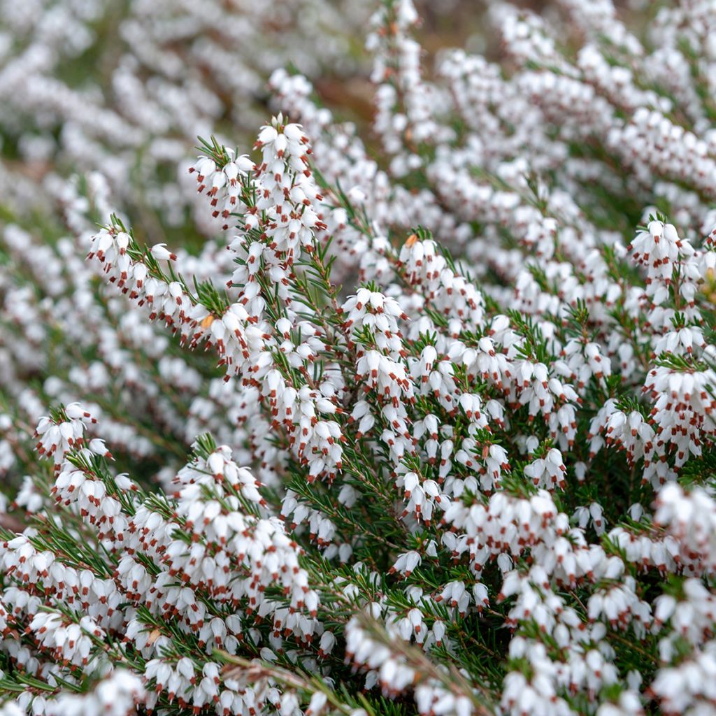 Erica carnea Springwood White