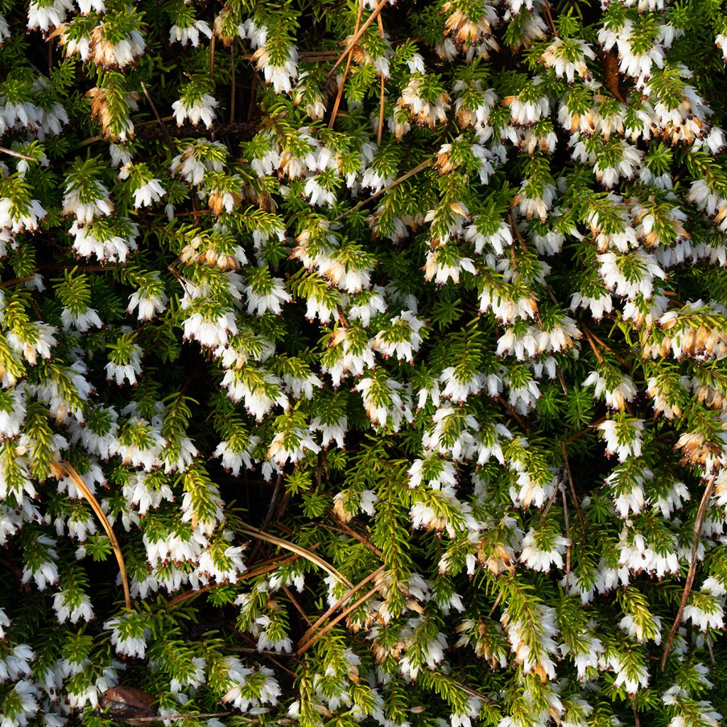 Erica carnea Springwood White