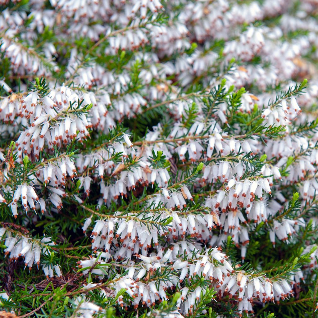 Erica carnea Springwood White