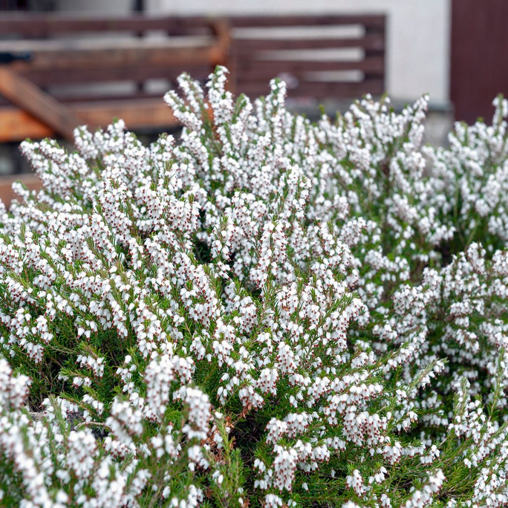 Erica carnea Springwood White