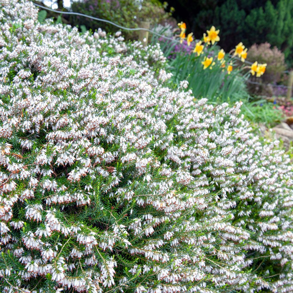 Erica carnea Springwood White