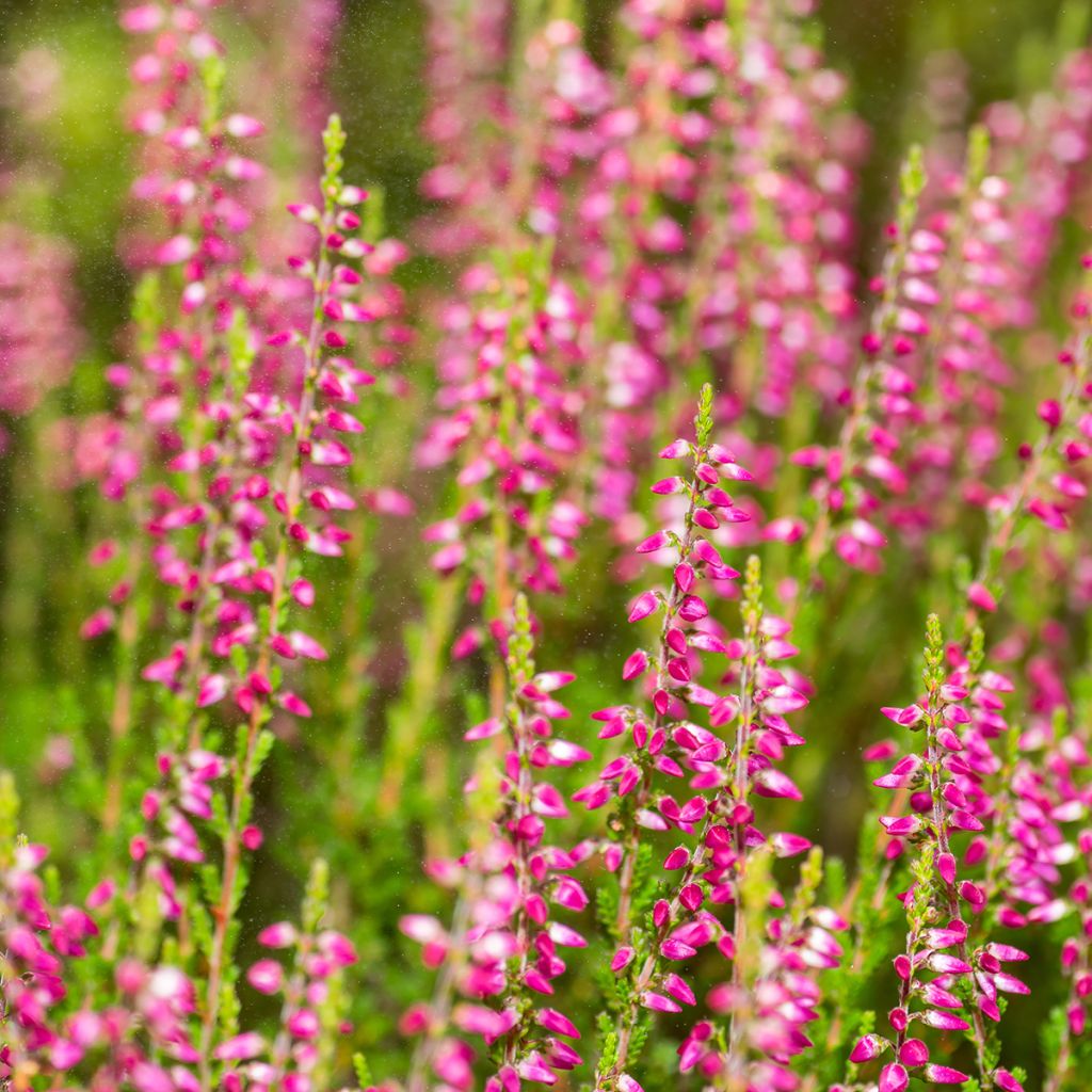 Erica cinerea C.D. Eason