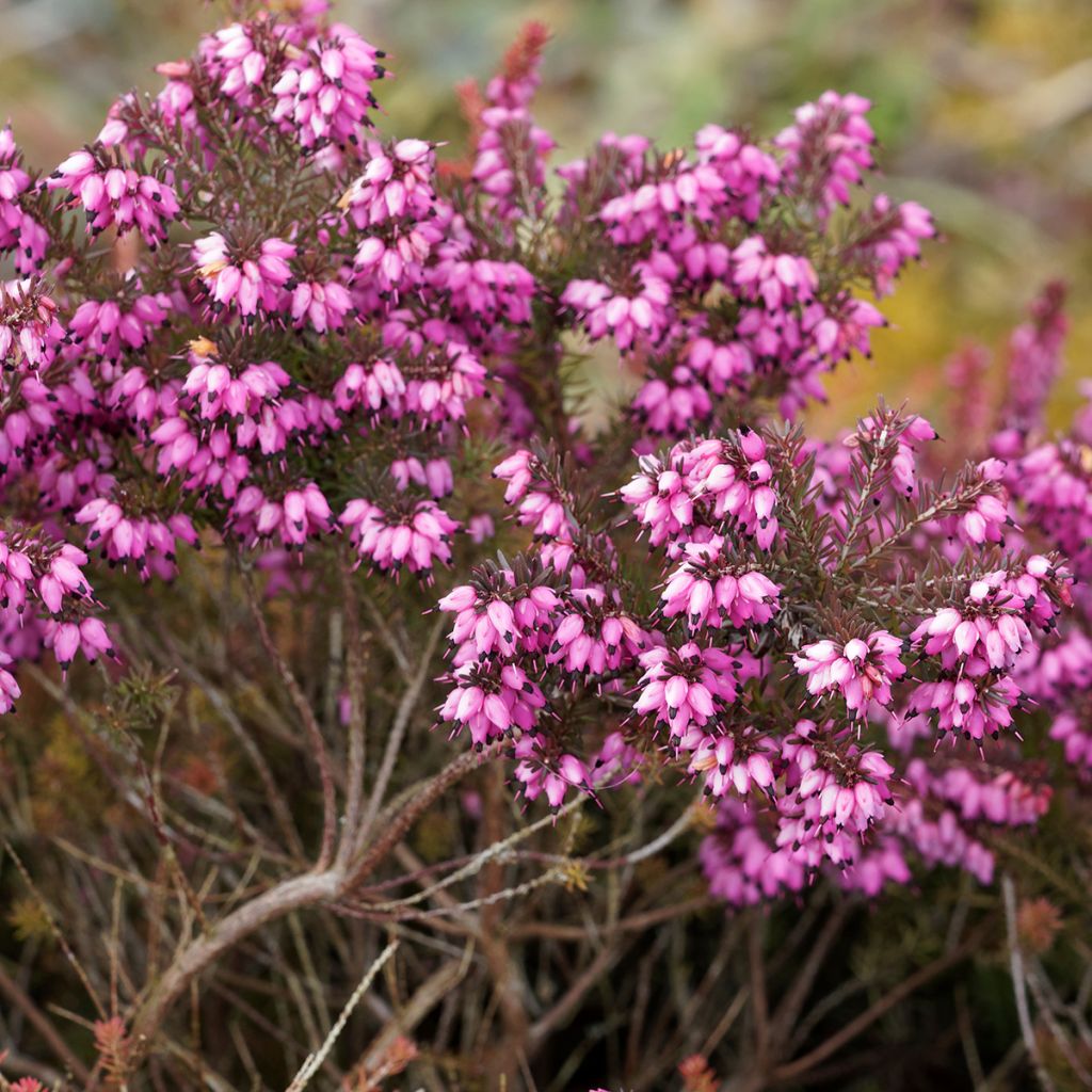 Erica darleyensis Kramer's Rote