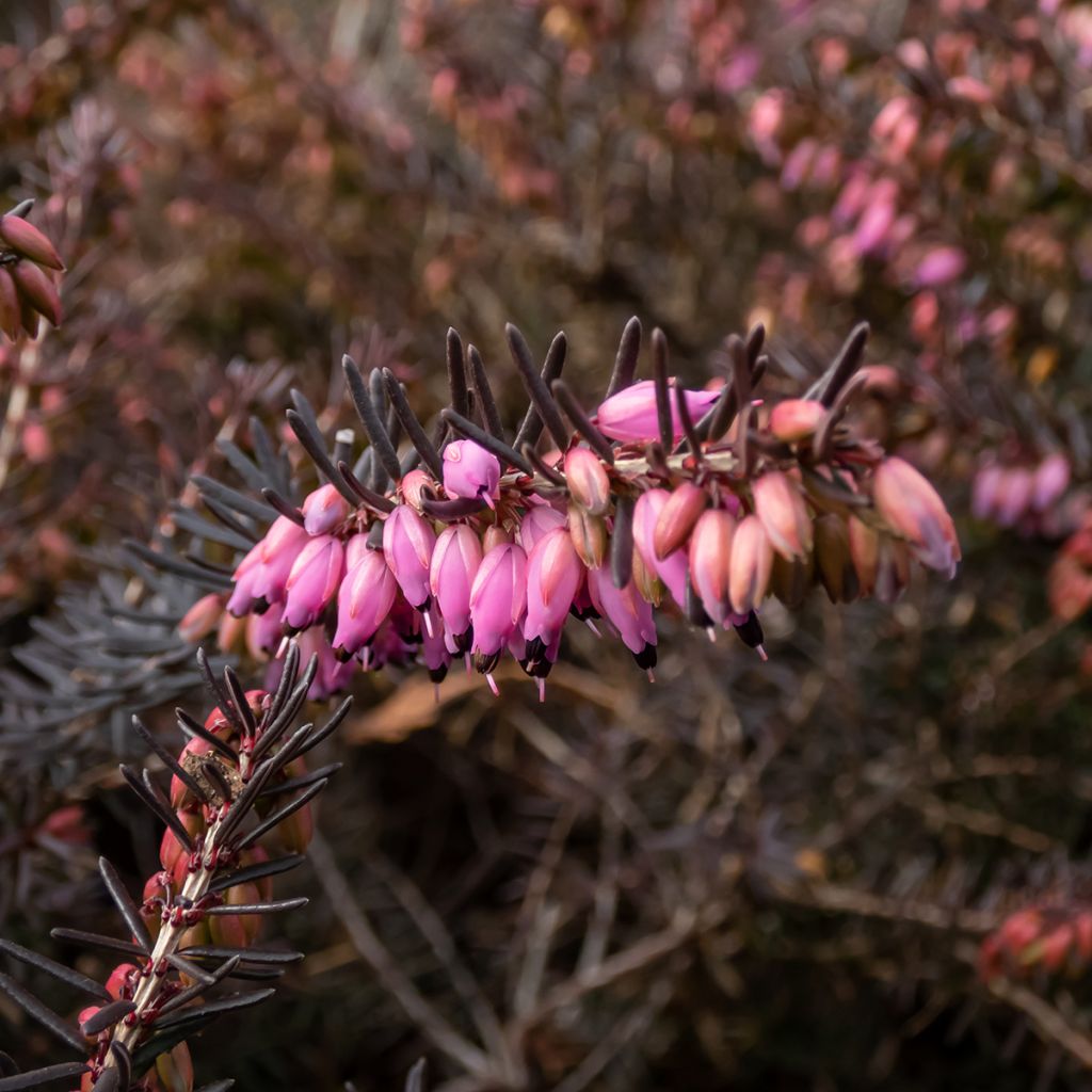 Erica darleyensis Kramer's Rote