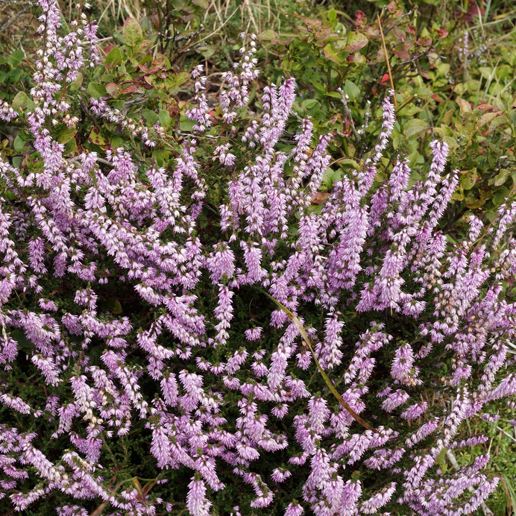 Calluna vulgaris Allegro - Brugo