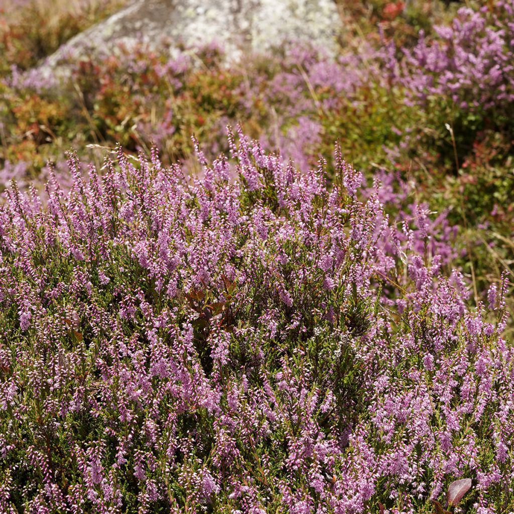 Calluna vulgaris Allegro - Brugo