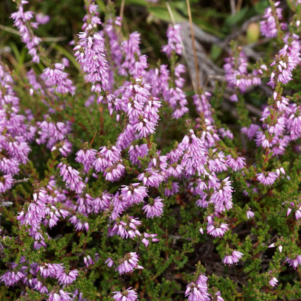 Calluna vulgaris Allegro - Brugo