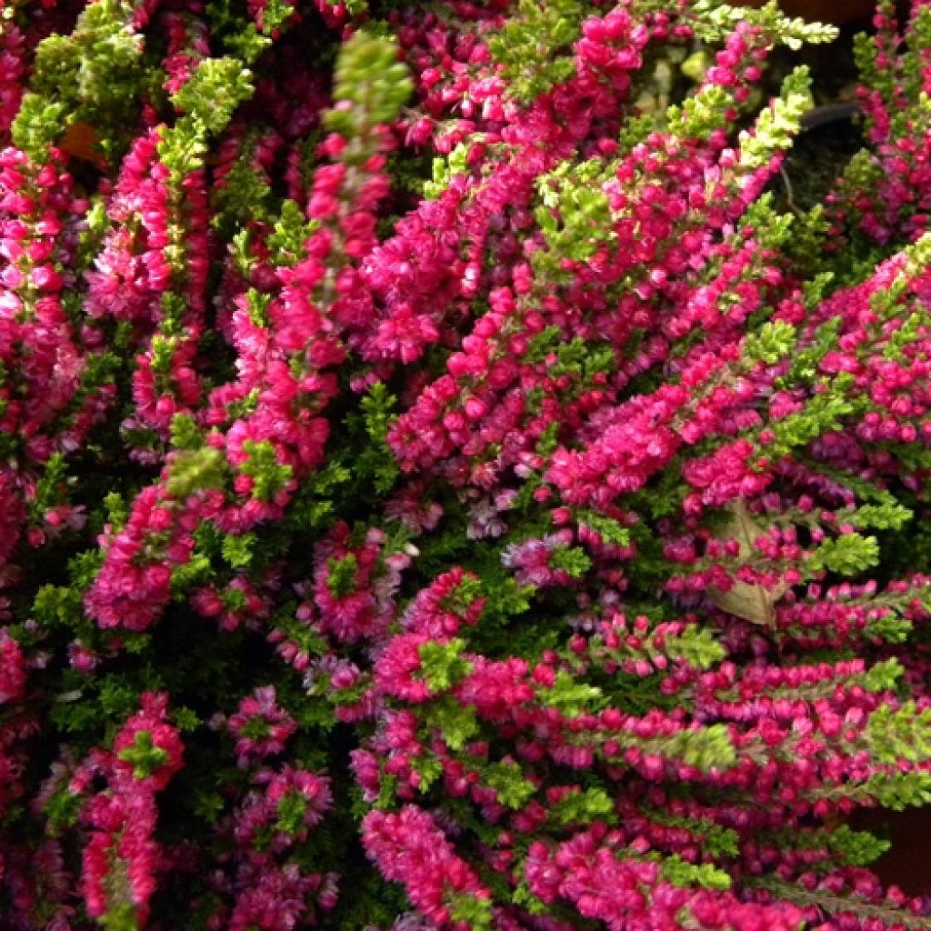 Calluna vulgaris Dark Beauty - Brugo