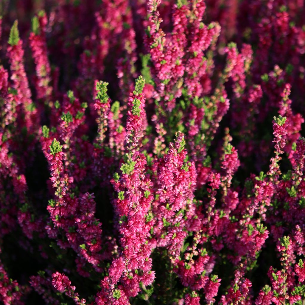 Calluna vulgaris Dark Beauty - Brugo