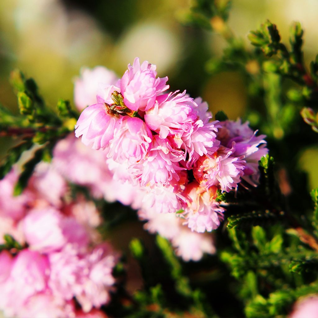 Calluna vulgaris H.E Beale - Brugo