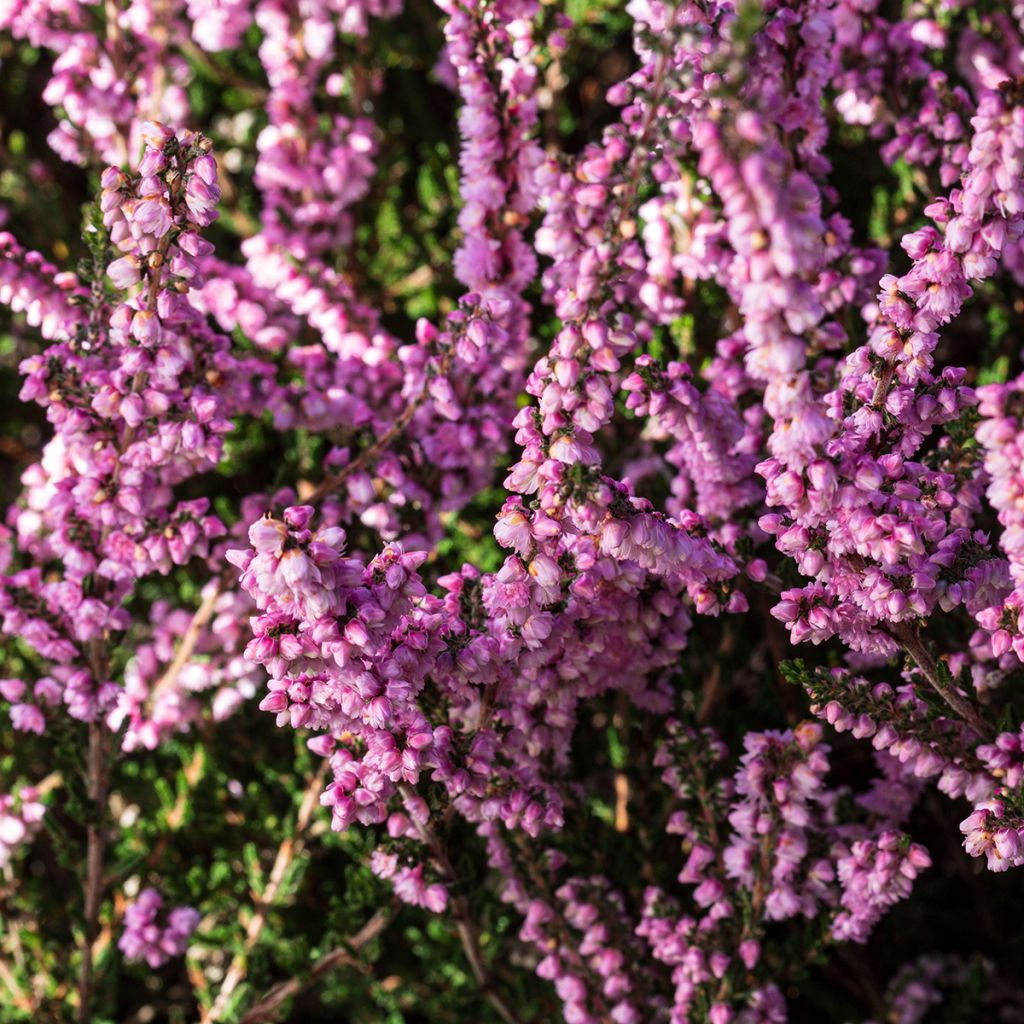 Calluna vulgaris H.E Beale - Brugo