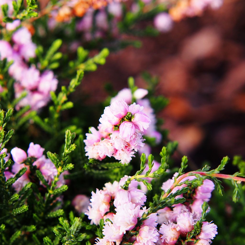 Calluna vulgaris H.E Beale - Brugo