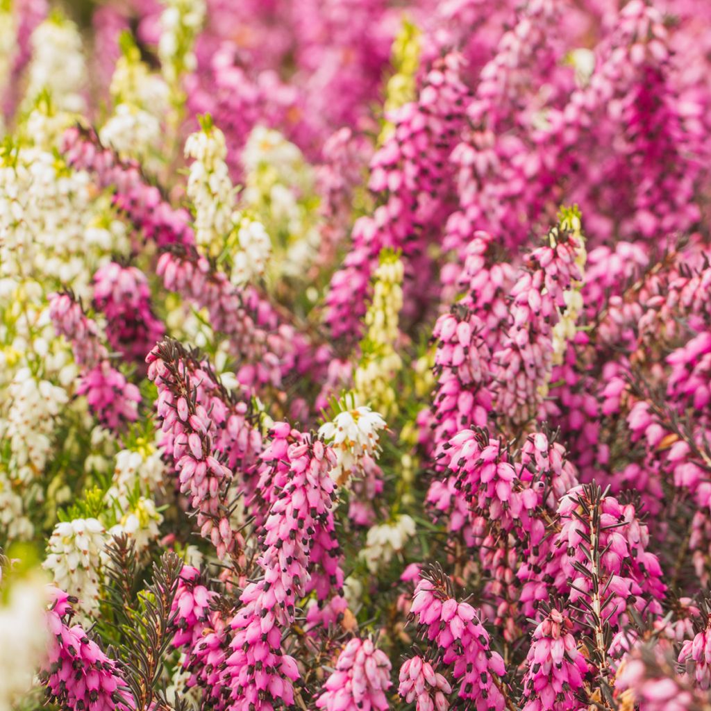 Calluna vulgaris Marlies - Brugo