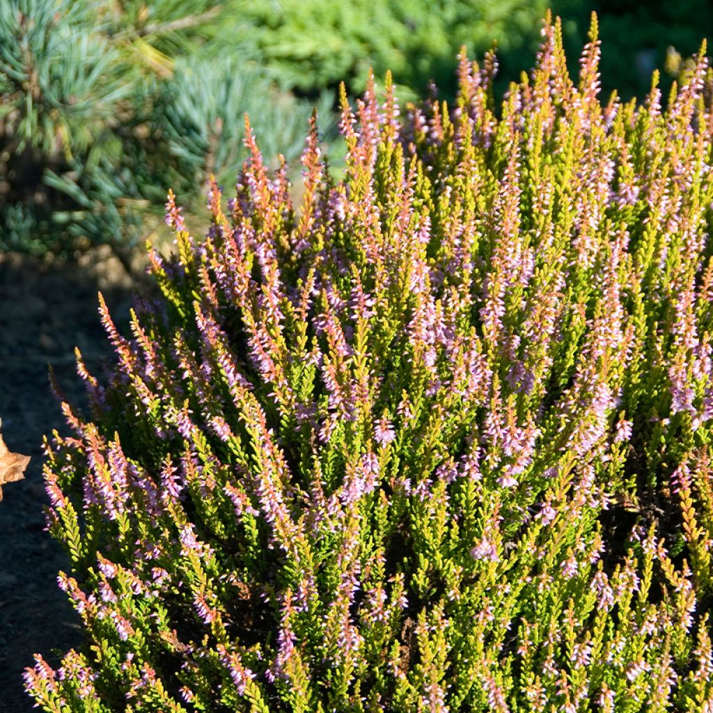 Calluna vulgaris Winter Chocolate - Brugo