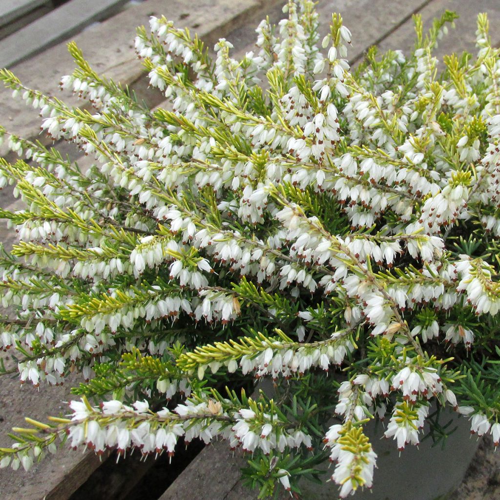 Erica darleyensis Golden Perfect