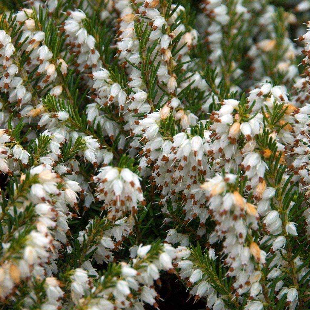 Erica darleyensis Silberschmelze