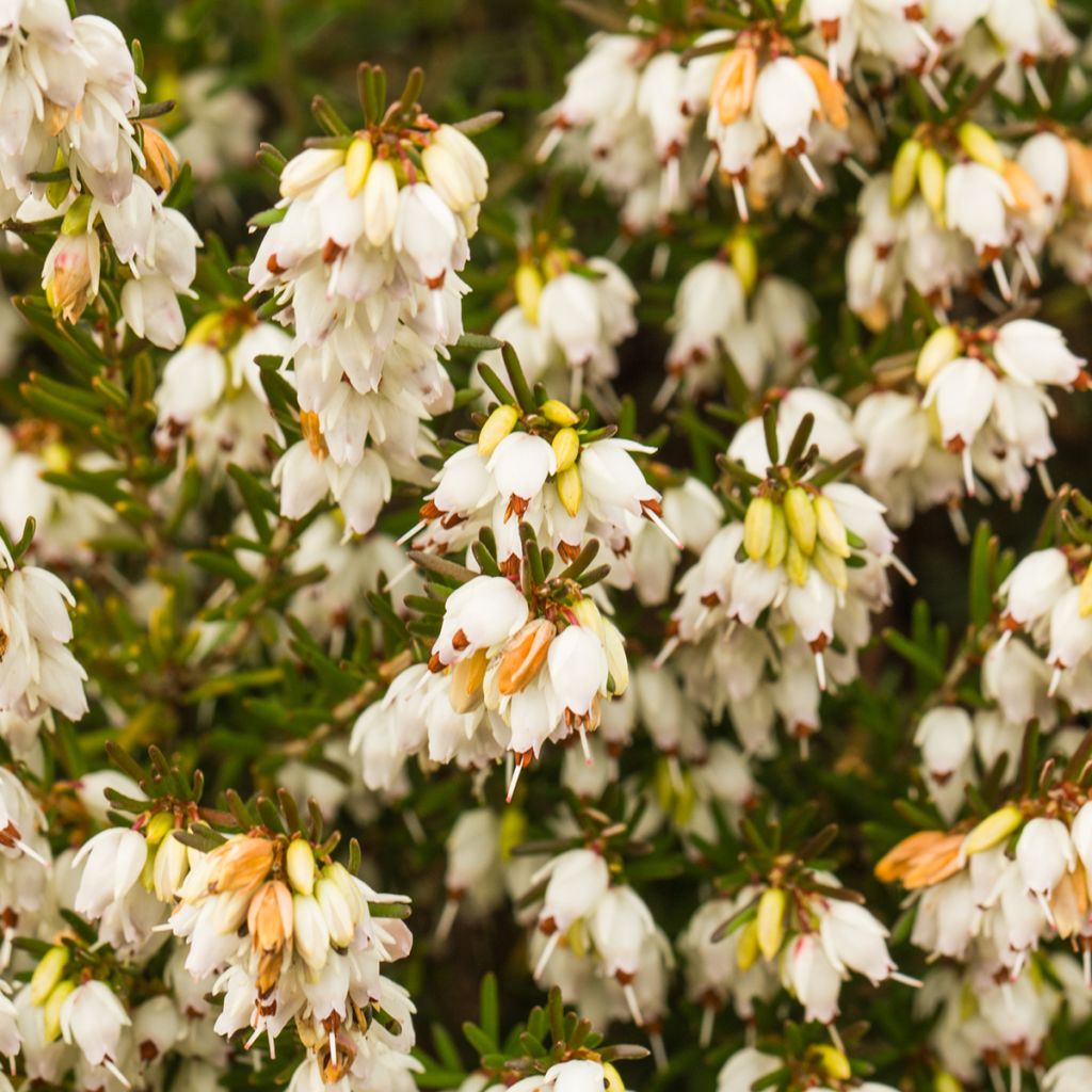 Erica darleyensis Silberschmelze