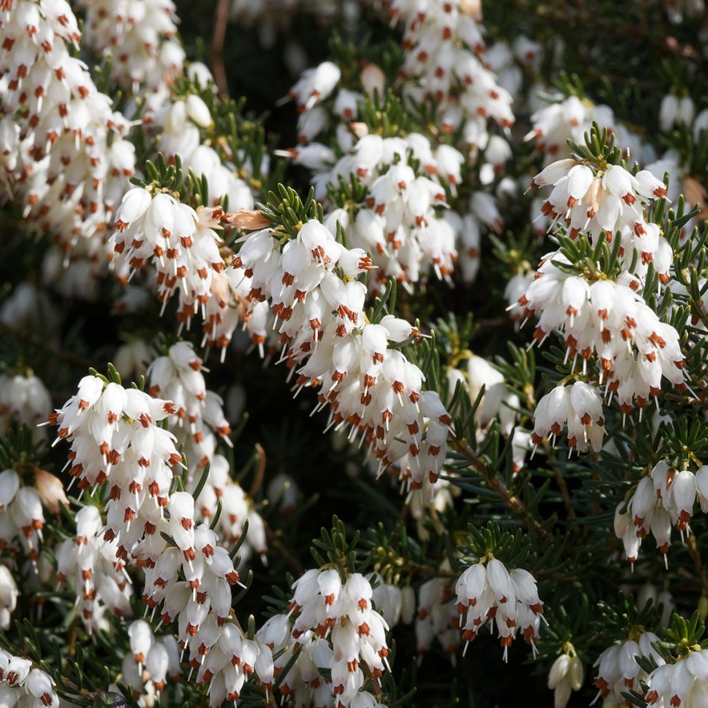 Erica darleyensis Silberschmelze