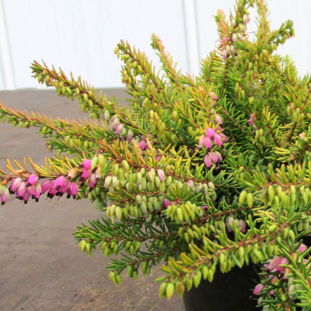 Erica darleyensis Stieneke