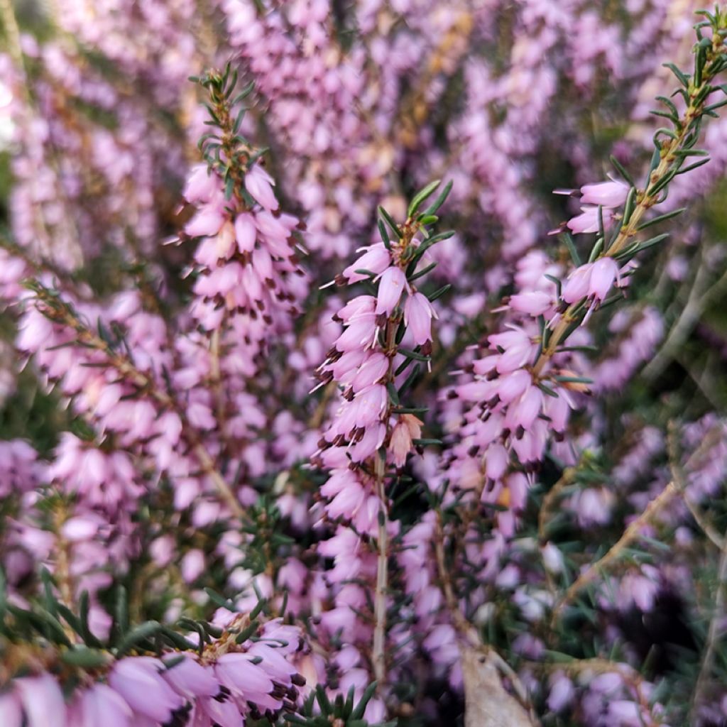 Erica darleyensis Furzey