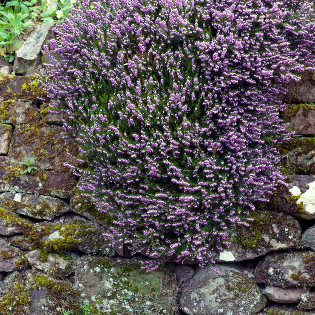 Erica darleyensis Furzey