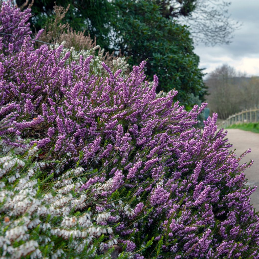 Erica darleyensis Furzey