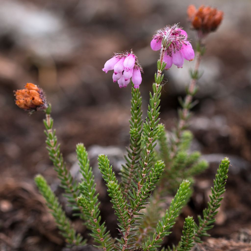 Erica tetralix Alba