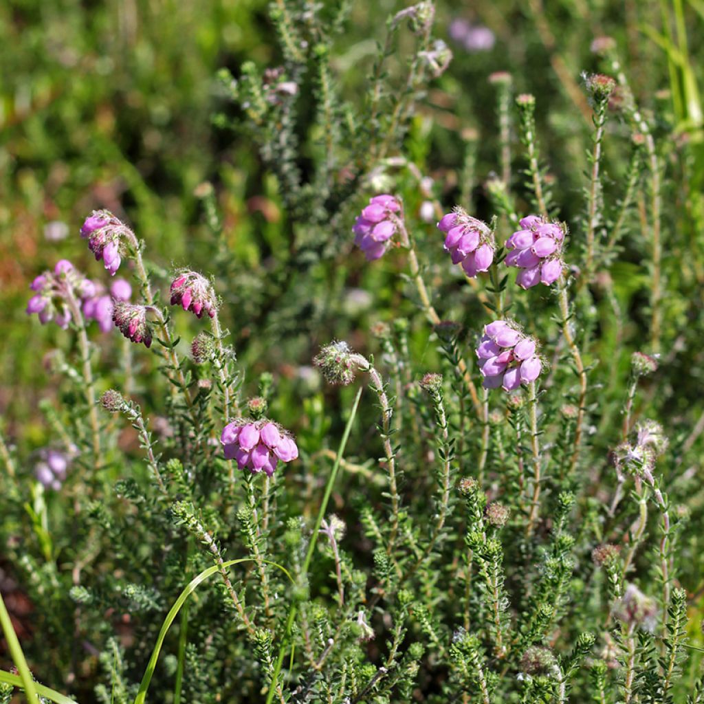 Erica tetralix Alba