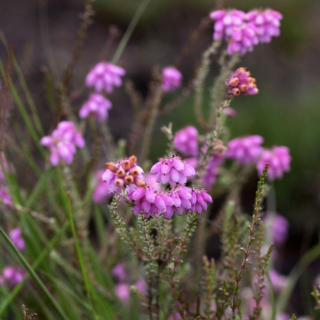 Erica tetralix Alba