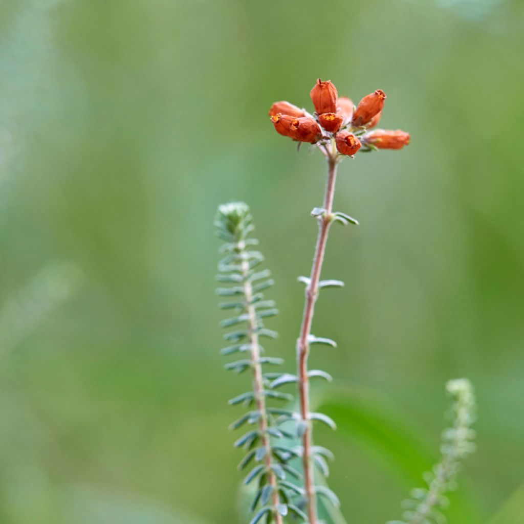 Erica tetralix Alba