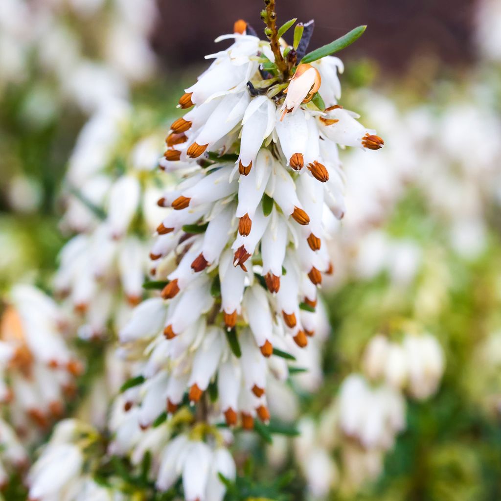 Erica carnea Isabell