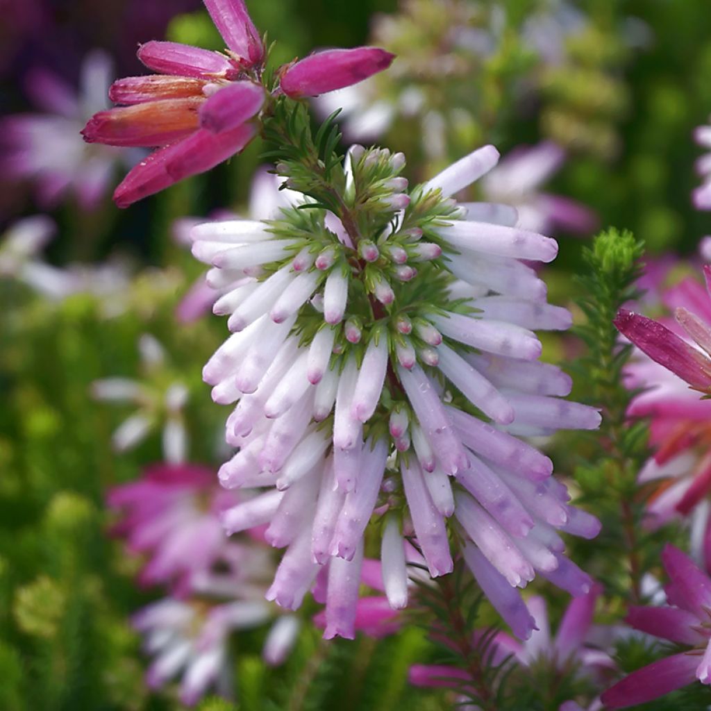 Erica verticillata