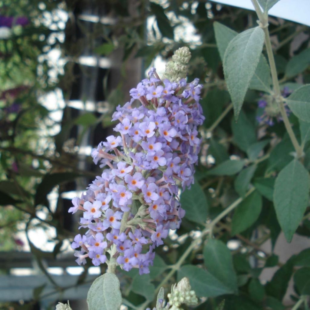 Buddleia Lochinch  - Arbre aux papillons