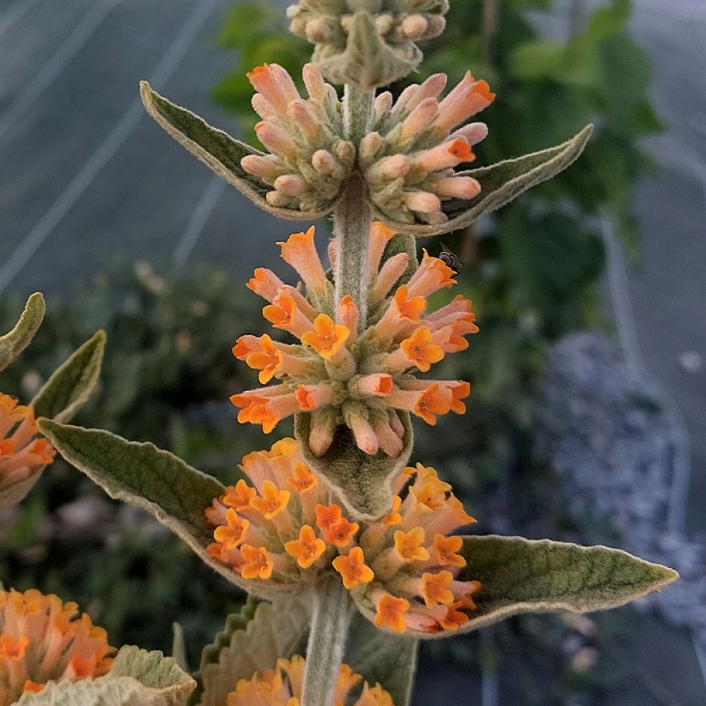 Albero delle farfalle Orange Sceptre