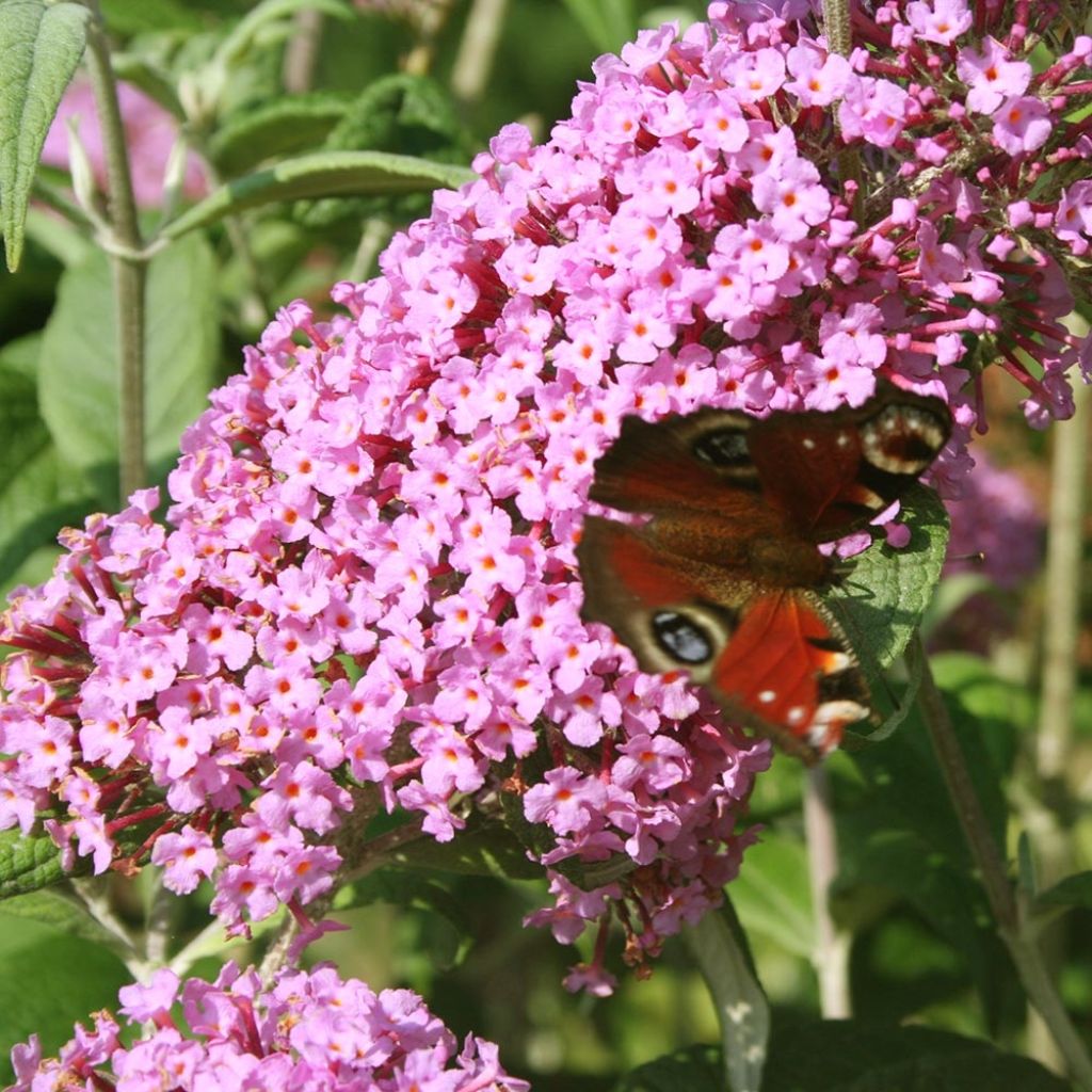 Buddleia Pink Panther® - Arbre aux papillons