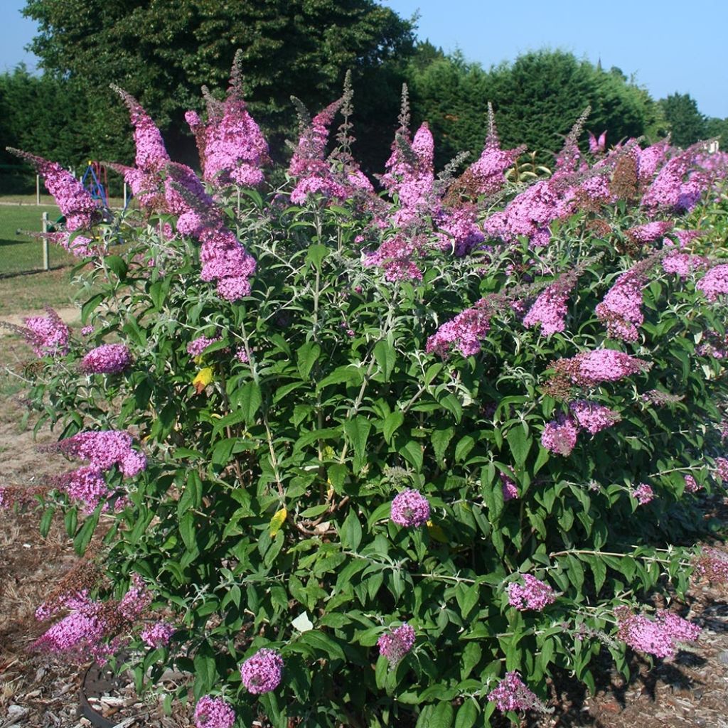 Buddleia Pink Panther® - Arbre aux papillons