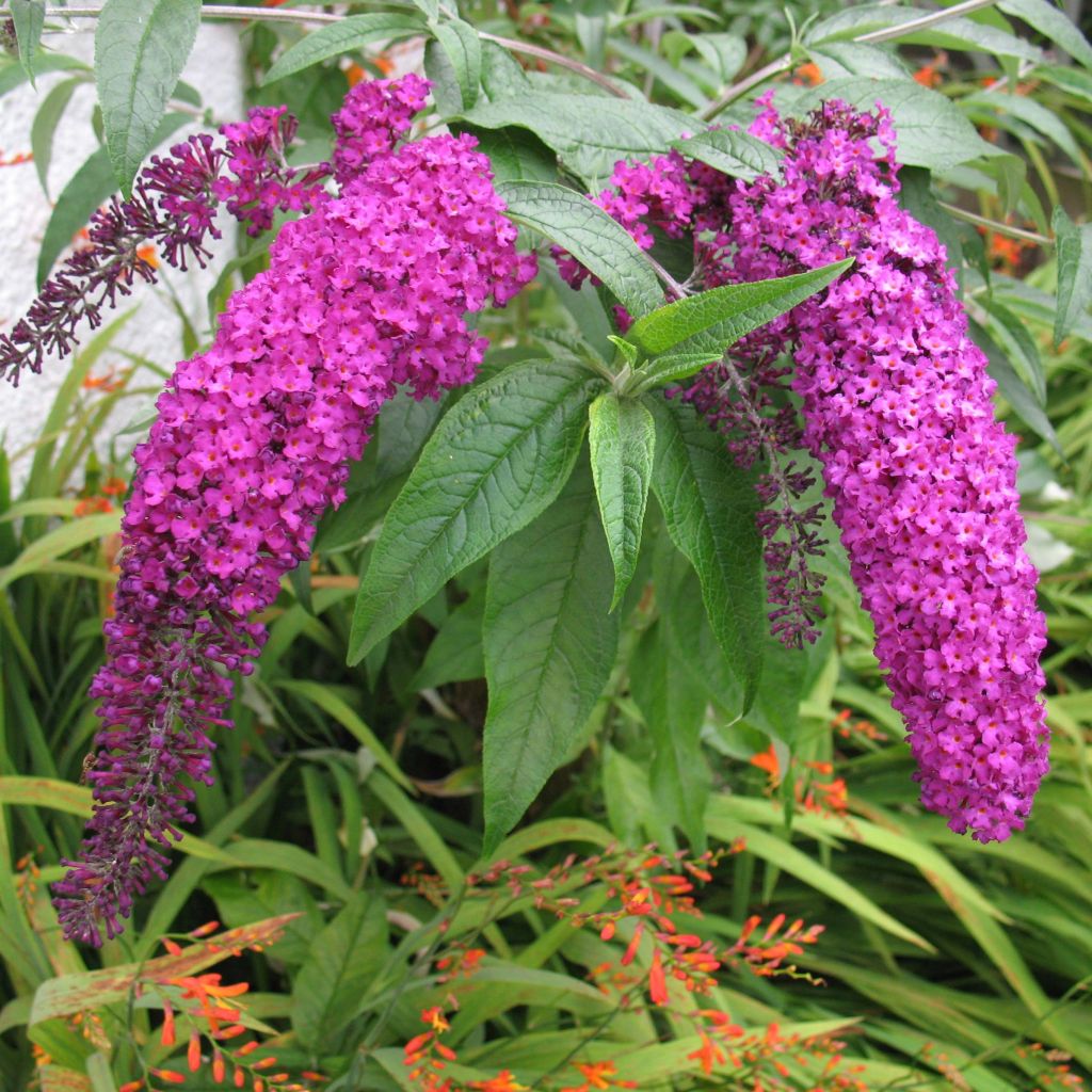 Buddleia Royal Red - Arbre aux papillons rouge.