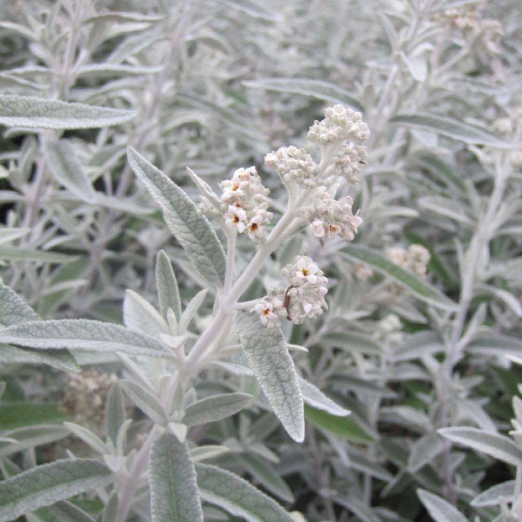 Buddleia Silver Anniversary - Arbre aux papillons